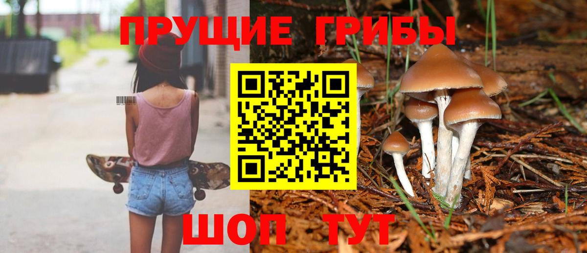 Галлюциногенные грибы Psilocybine cubensis Дедовск